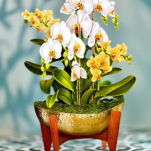 Serenity Orchid Freshcut Flower Card